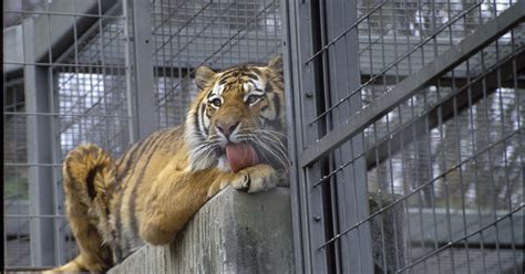 The siberian tiger ( panthera tigris altaica ) is a large asian feline featured in the standard edition of planet zoo. Siberian tiger kills zookeeper in front of visitors - CBS News