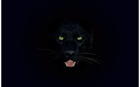 19 Black Panther Animal 4k Wallpapers Wallpapersafari