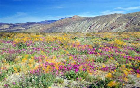 Anza Borrego Flower Bloom 2021 See Photos Of This Year S California