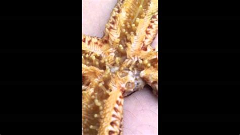 Bottom Of A Starfish Very Cool Youtube