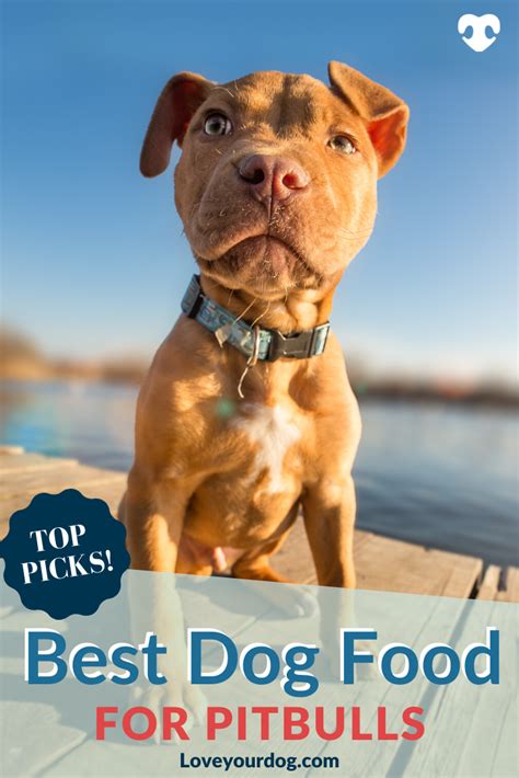 Learn how to choose the best dog foods for your pitbulls. Best Dog Foods For Pitbull Terriers: Puppies, Adults ...
