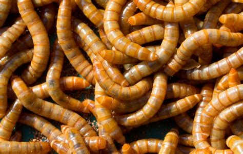 An Introduction To Breeding Mealworms Aviculture Hub