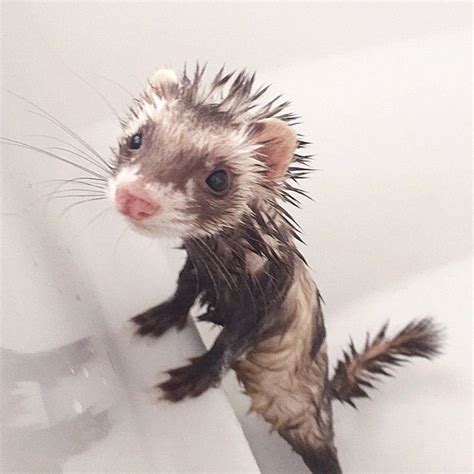 During this period of your child's life bathing a baby properly takes patience. How to Bathe and Groom Your Ferret | PetHelpful