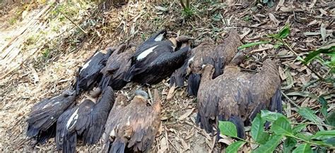 Tinsukia 23 Endangered Vultures Die Of Poisoning