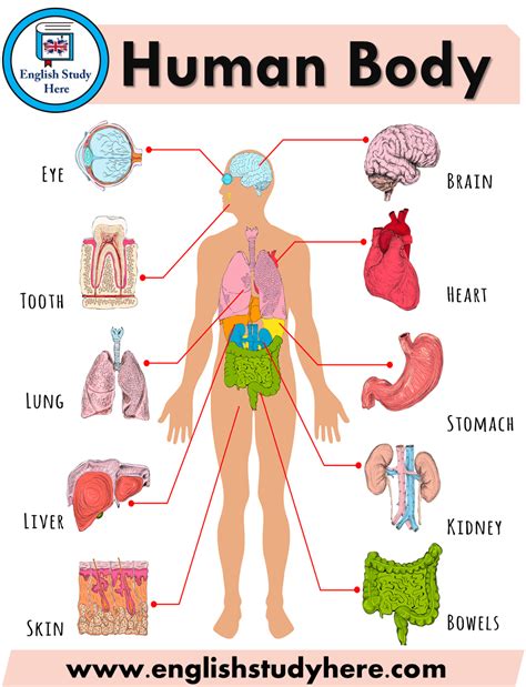 18 Images Fresh Human Body Inside Parts Name With Picture In English