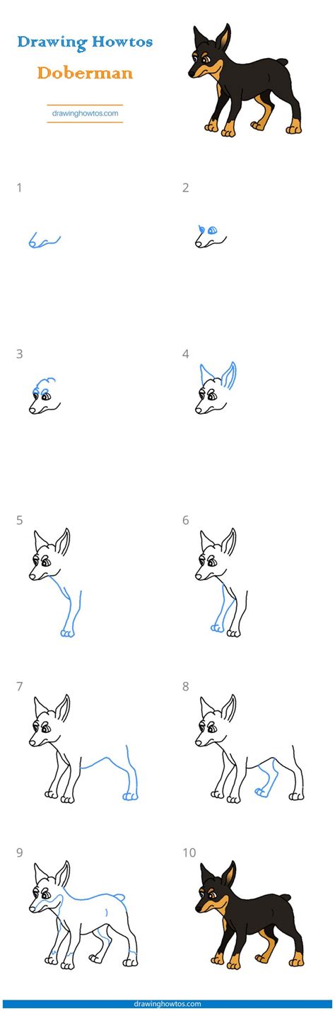 How To Draw A Doberman Step By Step Easy Drawing Guides Drawing Howtos