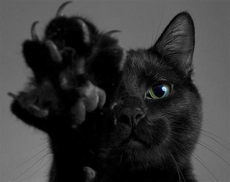 These days, however, black cats are often are seen as unlucky or mischievous, but not everyone knows why that is. Black Cat Appreciation Day | A Well Read Woman