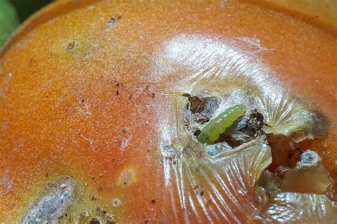 There may also be higher marketing costs to develop markets where there is less infrastructure than for conventional commodities. Tomato farmers in Kenya believe area-wide pest management ...