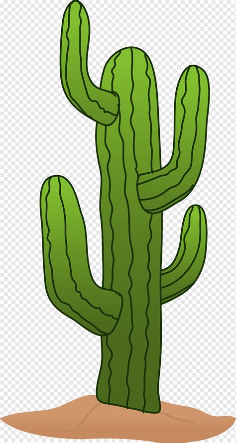 Cacto Verde Desenho De Cactaceae Saguaro Arizona Cowboy S Mão