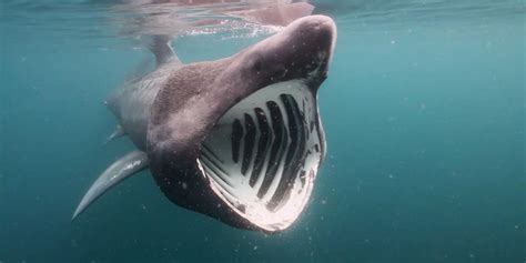Basking Shark Filmed Jumping As High And As Fast As A Great White