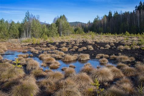 Why You Should Care About Peat Bogs
