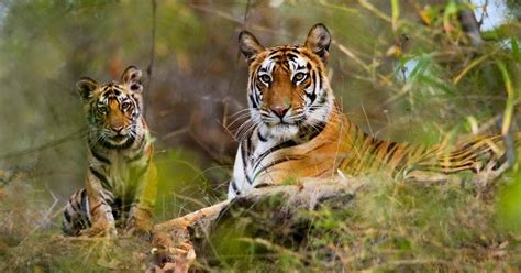 Female Bengal Tiger With Cub Bandhavgarh National Park India Free