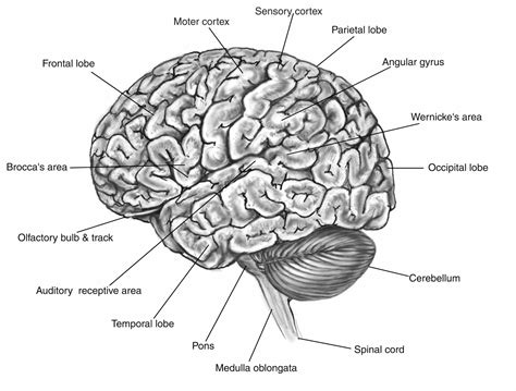 Brain Jack Image Brain Function Map