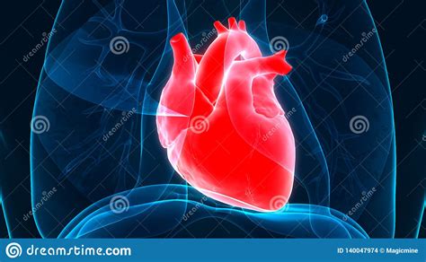 Apparato Cardiovascolare Degli Organi Del Corpo Umano Con Anatomia Del
