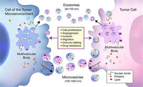 Frontiers The Emerging Roles Of Extracellular Vesicles As