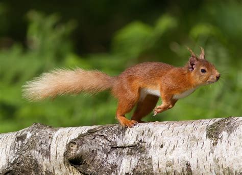 Bis Joins The Campaign To Save The Red Squirrel In Mid Wales Red