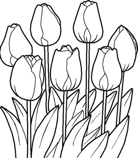 Gambar Mewarnai Bunga Tulip | Harian Nusantara