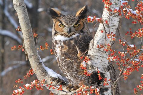 Wild Profile Meet The Great Horned Owl Cottage Life