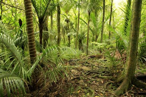 Foresta Tropicale Fotografia Stock Immagine Di Alberi 4882178