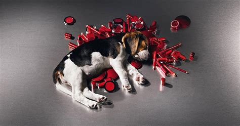 Are Dogs Used For Cosmetic Testing