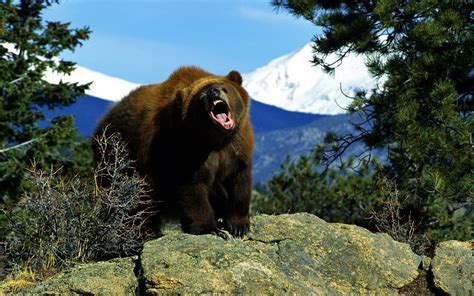Angry Bear Wallpaper Bears Animals Wallpapers In  Format For Free