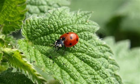 Comment Attirer Les Insectes Bénéfiques Dans Votre Jardin