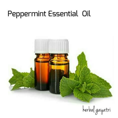 Jual Peppermint Essential Oil 5 Ml Shopee Indonesia