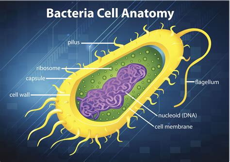 Prokaryotic Cell Bacteria Parts