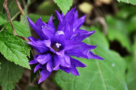 Get it as soon as mon, dec 14. Periwinkle Flower