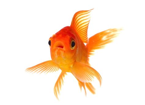 Facts About Goldfish Petmd