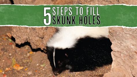 5 Steps To Fill A Skunk Hole And How To Prevent More Pest Pointers