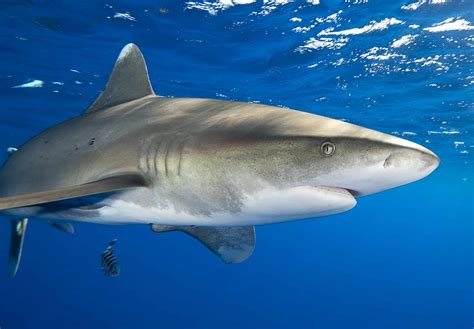 Oceanic Whitetip Shark Fish Facts C Longimanus A Z Animals