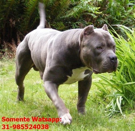 American bullies | blue, chocolate, lilac & black tri color the tri color american bully there are many diffe. Filhotes De Pitmonster E Outros Monstrões - R$ 1.500,00 em ...