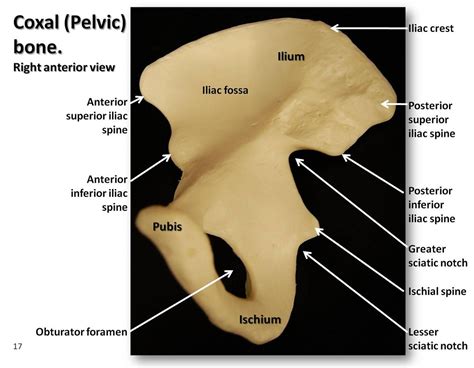 Coxal Pelvic Bone Anterior View With Labels Appendicu Flickr