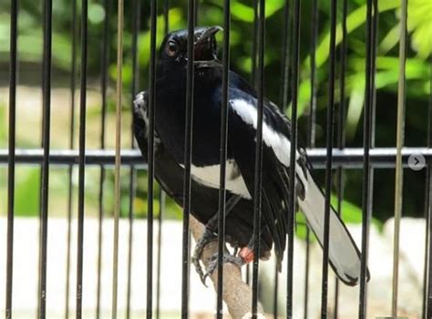 Suara cucak ijo betina memancing cucak ijo jantan agar bunyi gacor mp3 duration 19:45 size 45.20 mb / ocehan murai batu 3. Download Suara Kacer Gacor dan Kacer Betina | Burung ...