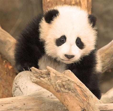 5 Month Old Baby Panda Zhen Zhen Karl Drilling Flickr
