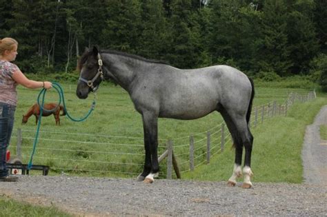 Blue Roan Foundation Bred Nokota Stallion Blue Roan Indian Horses