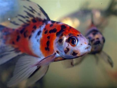 The Most Popular Types Of Goldfish Updated List