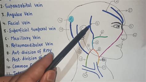 Scalp Arterial Supply And Venous Drainage Youtube