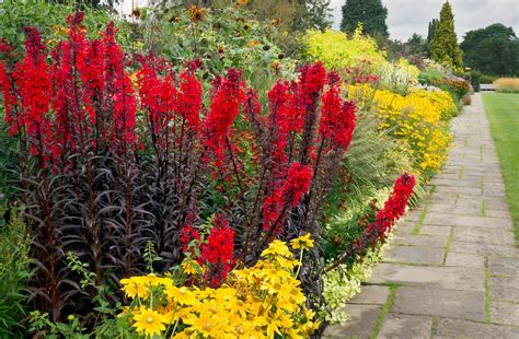 The flowers are so interesting in themselves but the spear shaped leaves add interest, even when flowering is over. Last of the Summer Flowers, Wisley Gardens, Surrey, UK | E ...