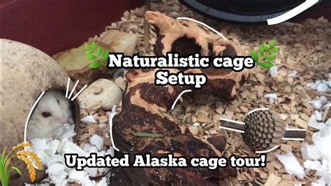 Naturalistic Hamster Cage Setup Frodos May Alaska Cage Tour Youtube