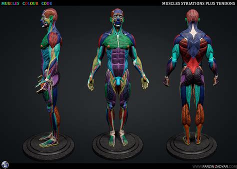 human anatomy kit 3d model in 2020 human anatomy human anatomy model anatomy