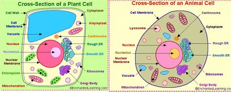 They are cellular organelles that are designed to dispose of waste materials. Recall that plant and animal cells are similar because ...