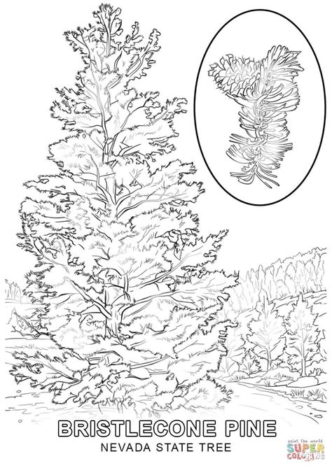 Our printable sheets for coloring in are ideal to brighten your family's day. #coloring #nevada #pages #state #symbols #2020 | Tree ...