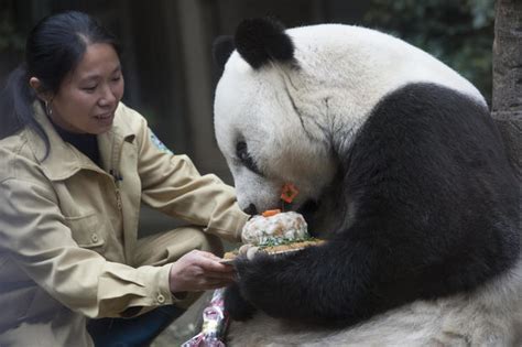 Worlds Oldest Panda Basi Dies China Age 37 Zoo Panda In Museum Cbs News