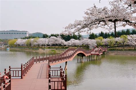 Book Day Tour To Gyeongju Cherry Blossom Festival From Busan Indiway