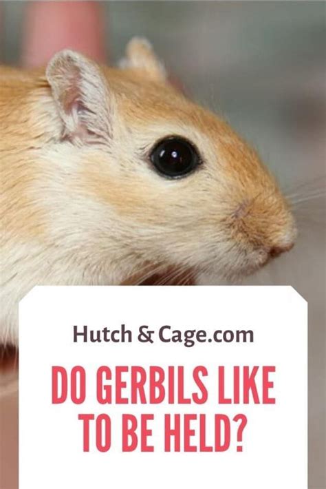 They are clean and captivating companion animals. Do Gerbils Like To Be Held? Tips On How To Hold Your ...
