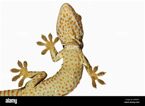 Geck Foot Hi Res Stock Photography And Images Alamy