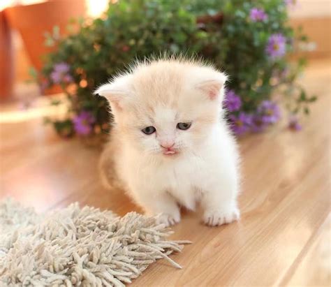 Feel free to browse hundreds of active classified puppy for sale listings, from dog breeders in pa and the surrounding areas. Munchkin Cats For Sale | Philadelphia, PA #218564
