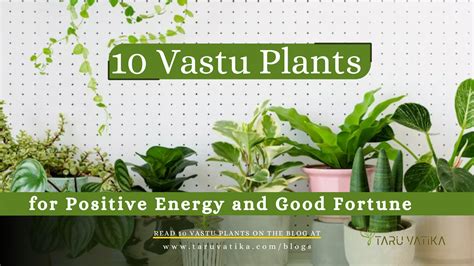 10 Vastu Plants For Positive Energy And Good Fortune